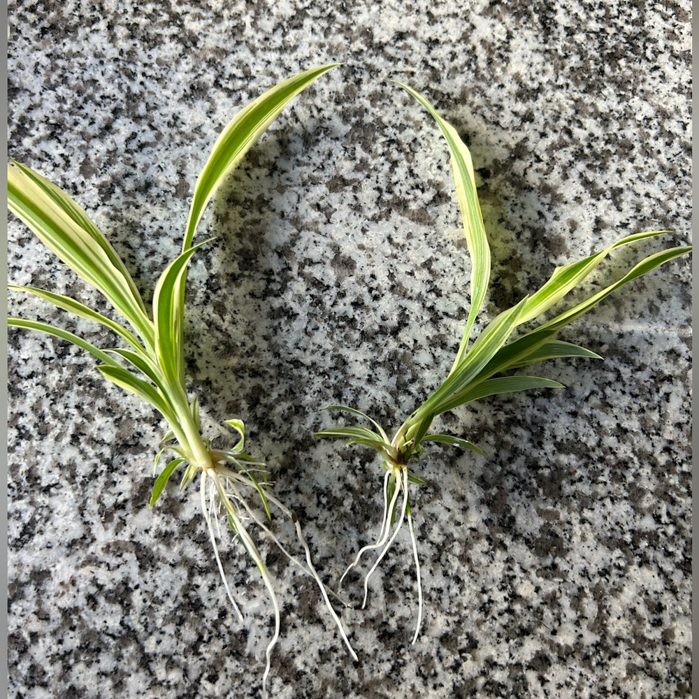 Two baby spider